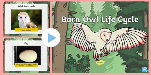 Barn Owl Life Cycle PowerPoint