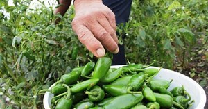 Solicitan que les reconozcan los certificados de origen