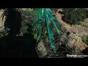 Inside a Californian marijuana farm