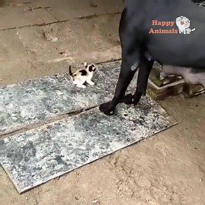 170K views · 6.3K reactions | The more you love animals the more you happier 殺 | Happy Animals | Facebook