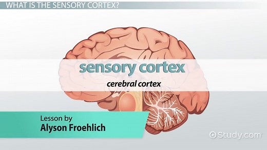 Sensory Cortex | Definition, Location & Function