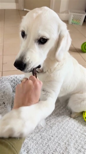 Golden won't drop stick