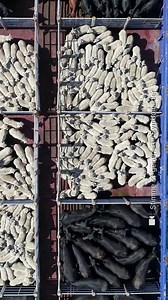 449K views · 5.2K reactions | Seit Wochen treibt ein Viehtransportschiff vor der türkischen Küste, weil es aufgrund fehlender Dokumente seine Ladung nicht ausladen darf. Die fast 3.000 Kühe an Bord drohen qualvoll zu verenden. | FOCUS online Panorama | Facebook