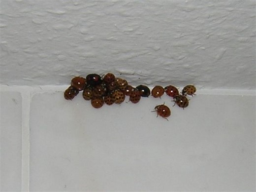 Beetle-mania sweeps Virginia: Asian lady beetles find warmth in homes for the winter