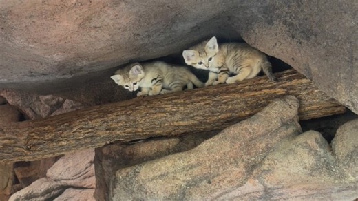 Meet the sand cat kittens at the North Carolina Zoo