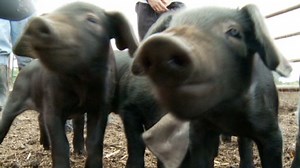 Drought spawns 'sponsor a pig' idea