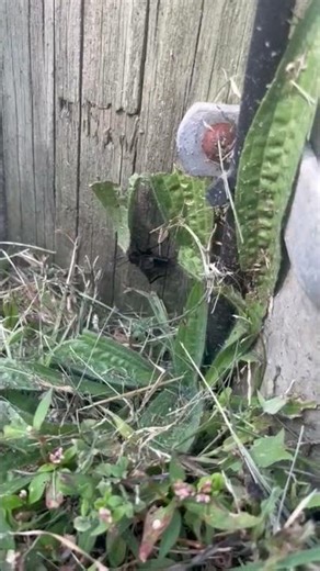 It's how the #cricket makes sounds #nature #insects #naturesounds #education