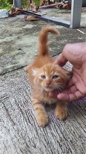 jalan jalan sore #cat #comedy #kitten #imut #cute #lucu #love