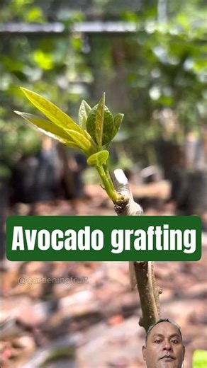 best grafting avocado tree #bonsai #grafting #shortsviral #plants #fruittrees