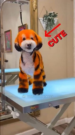 🌈🐶 Top 4 Most Colorful Dogs in the World! 🐶🌈#dog #animals #shortsfun