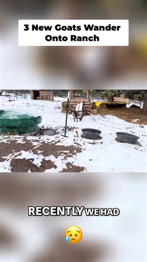 B.O.S.S. Farms Animal Sanctuary & CBD on Instagram: "What should we name them? 😍"