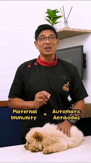 1K views · 1K reactions | Doc Nielsen from TopBreed explains why vaccinating your dogs is a must!  Learn how it keeps your furry pals healthy and happy.  #toplovewithtopbreed #askdocnielsen | TopBreed | Facebook