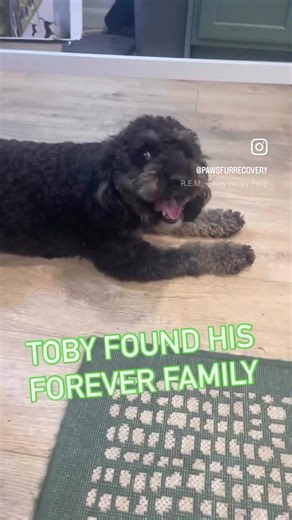 If you’d like to help us give even more dogs a second chance this year, please consider donating and being part of their happy endings 🐶✨ 👉 https://pawsfurrecovery.org/gift-of-life/