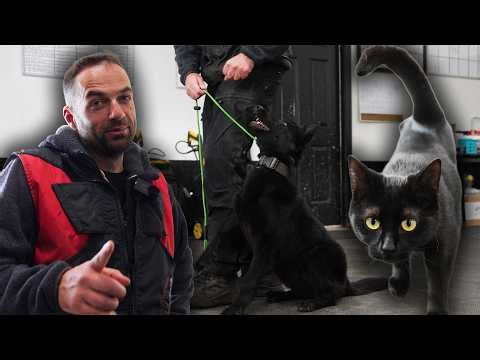 Cats & Dogs 🐕 ?! Dog Rich Episode 4