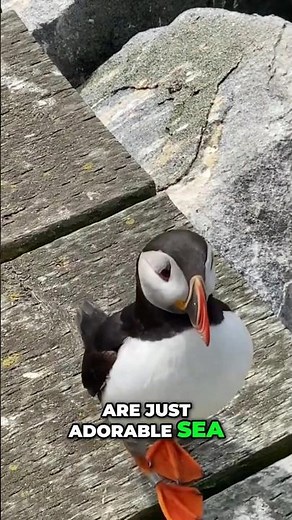 Why Puffins Are More Than Just Cute ‘Sea Parrots'