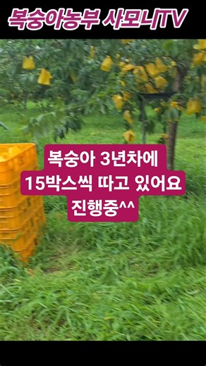 복숭아 3년차에 15박스씩 따고 있어요진행중^^ [복숭아재배방법] 햇사레복숭아 @사모니