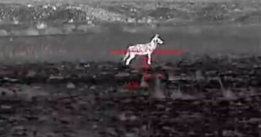 Can night vision hunting solve coyote problems in Kansas? Majority support expanding it