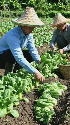 Peaceful Village Life: Farmers Working in Harmony with Nature 🌾
