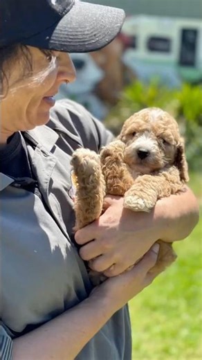 F2 Labradoodle Female 🐾 DOB 14/12/25 | Microchip 956000019447534 | BR100575 #minilabradoodle #puppy