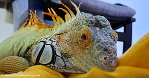 Even Though He's Feisty and Destructive, This 5-Foot Iguana Managed to Find His Perfect Family | GreaterGood