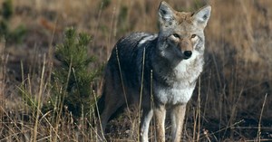 UPDATE: Wildlife officials say 2 children injured in coyote attack near Westfield UTC