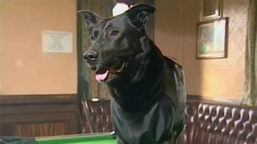 The Planet's Funniest Animals S01:E12 - Episode 12