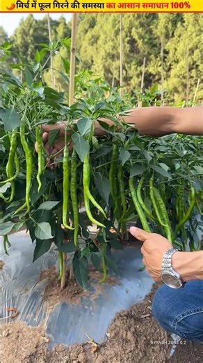 🌶️Flowers are falling in chillies follow this method #plantcare #ytshorts #shorts