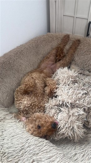 Adorable Golden Doodle Moments to Melt Your Heart