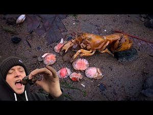 Satisfying Shrimp Parasite Removals | Should I Eat One?