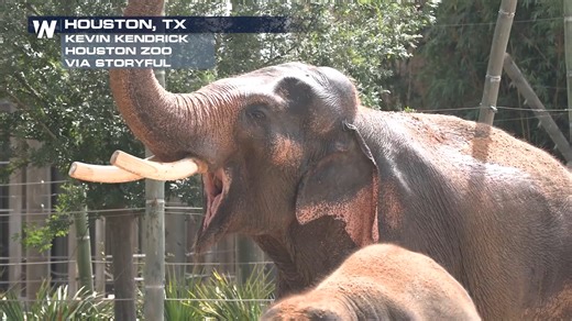 7.9K views · 190 reactions |  Thai, the elephant, is turning 60! The Houston Zoo’s beloved bull elephant, Thai, is the second-oldest male Asian elephant in North America and the oldest breeding male! Thai has spent 45 years at the Houston Zoo, fathered 6 calves, and charmed keepers with his laid-back personality. | WeatherNation | Facebook