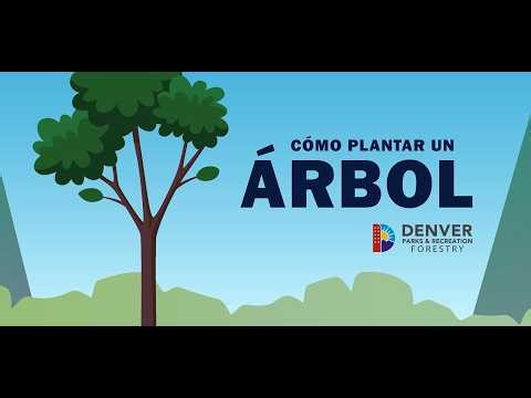 Cómo plantar un árbol: Instrucciones detalladas paso a paso