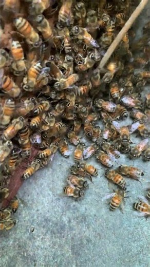 Heartbreaking Hive Drama: Worker Bees vs Queen 💔🐝 #beekeeper #bee #savethebees