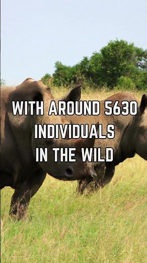 🦏🚨 Protecting the Precious: Understanding the Endangered Status of Black Rhinos!