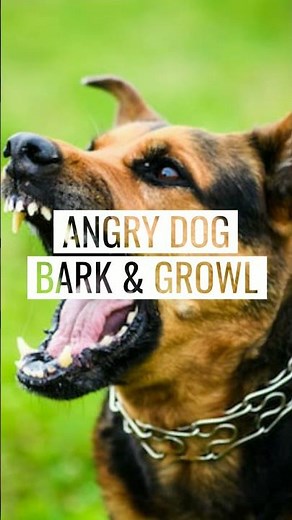 Angry Dog Sound Effects (No Copyright)☠☠#dog #angrydog #barkingdog #soundeffects