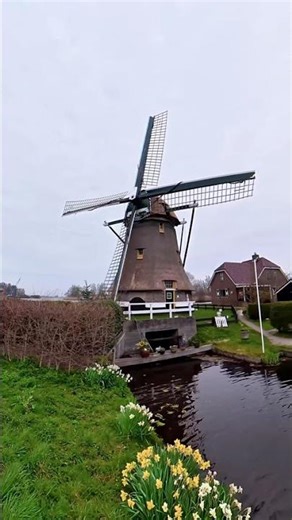 Testing a 360 camera, Dutch style #shorts #360camera #djiosmo360