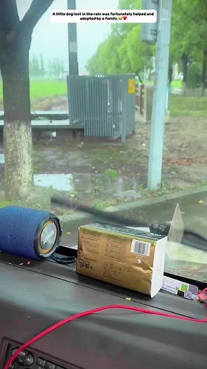 Rescued Dog Finds New Home in Heartwarming Story