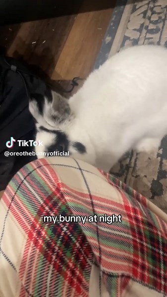 oreo on TikTok