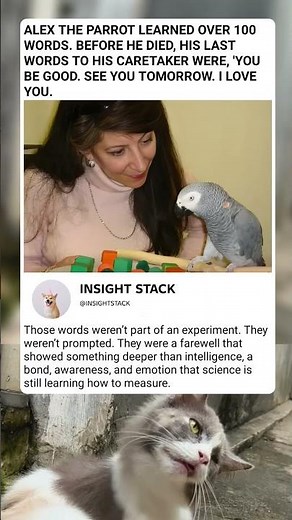 A Parrot's Heartbreaking Last Words 💔