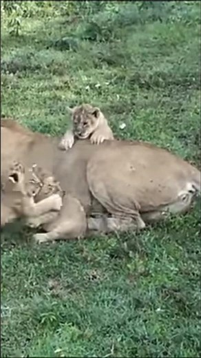 Cute little chubby lion cubs playing #lion #shorts