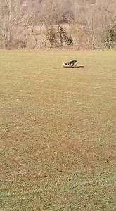 In numerosi post abbiamo approfondito il tema legato alla presenza di cani vaganti o non controllati in natura e al loro potenziale impatto sulla fauna e sulla biodiversità. In questo video possiamo osservare un cane che attacca un capriolo, provocandogli lesioni probabilmente letali. Questo accade più spesso di quanto pensiamo. E a soccombere possono essere caprioli, cervi, lepri, e tante altre specie che consideriamo erroneamente "minori". Gli impatti dei cani non controllati sulla biodiversit
