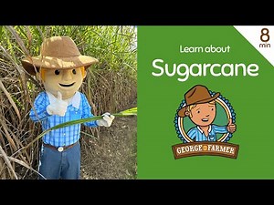 Learn about Sugarcane with George the Farmer
