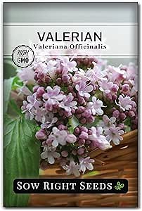 Sow Right Seeds - Valerian Seeds for Planting - Non-GMO Heirloom Packet with Instructions to Plant an Outdoor Herb Garden - Fragrant with Medicinal Benefits - Valerian Root for Sleep & Calm (1)