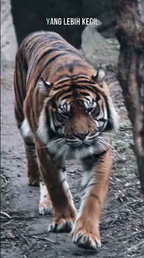 King of the Jungle from Indonesia