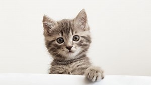 En 2025, les prénoms de chats commencent par A : trouvez le nom parfait dans cette liste