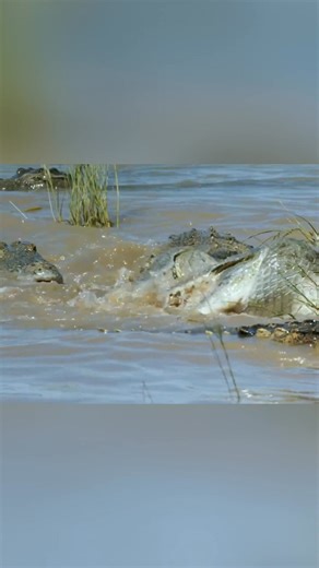 Within seconds of the first splash, an area devoid of life becomes alive with crocodiles! They have an incredible sense of smell, detecting this from miles away. After hours, the first small crocodile appears. The frenzy has begun! #Crocodiles #Wildlife #Nature #Animals #Frenzy From: Carter's War Series 01 Episode 04 | Real Wild