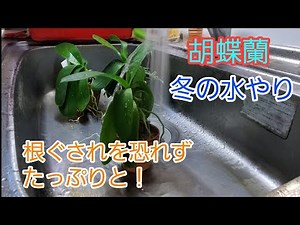 胡蝶蘭【冬の水やり】