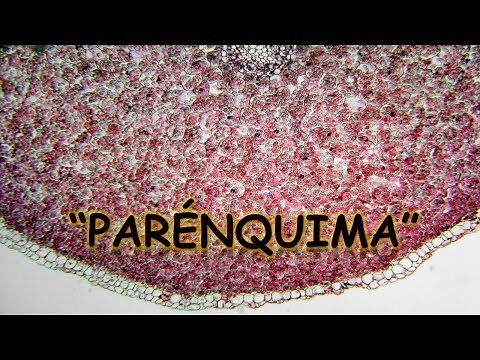 PARÉNQUIMA : BIOLOGÍA | MediCiencia