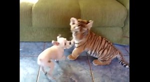 Adorable Tiger Cub Plays So Cute With Puppy - Awww!