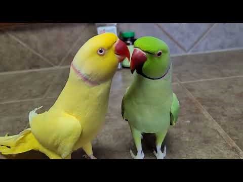 Nothing like a little love and chaos on Valentines day