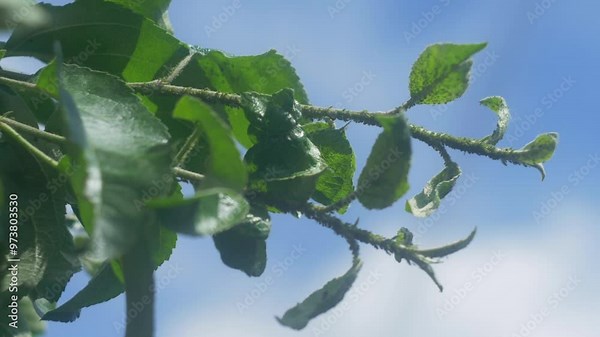 Aphids are small insects that can be found sitting on the leaves, stems, and branches of apple trees. They thrive in warm weather and are often seen against a bright blue sky